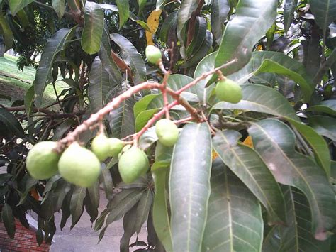 Aprende Cómo Plantar Una Semilla De Mango Y Disfruta De Tu Propia Cosecha