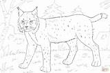 Lynx Coloring Pages Forest Drawing sketch template