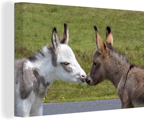 bolcom canvas schilderij dwergezel twee jonge ezels kussen elkaar  cm foto print