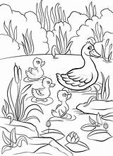 Pond Ducks Crafts Colourbox Getdrawings Reed sketch template