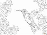 Hummingbird Coloring Printable Realistic Throated Ruby Drawing Flower Bird Sheets Adult Hummingbirds Easy Colouring Colorings Getcolorings Getdrawings Animal Flowers Choose sketch template