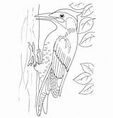 Picchio Disegno Stampare Disegnare Woodpecker sketch template
