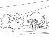 Forest Oak Tree Coloring Size Print sketch template