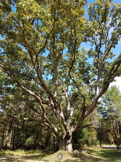 post oak quercus stellata  champion pike county arkansas department  agriculture