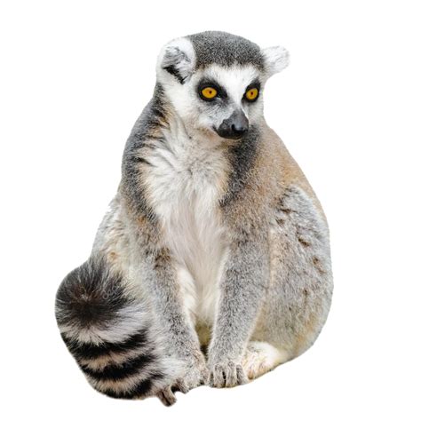 lemur png   cliparts  images  clipground
