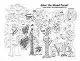 Conifer Sponsors Biomes sketch template