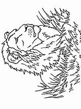 Lion Coloring Pages Lions Animals Tattoo Big Animal Books Book Cats Printable Zoo Popular Colouring Kids Advertisement Color Cat sketch template