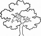 Oak Coloring Tree Getcolorings sketch template