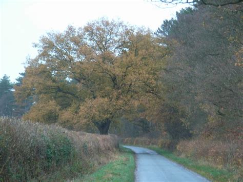 wood lane  jennifer luther thomas geograph britain  ireland