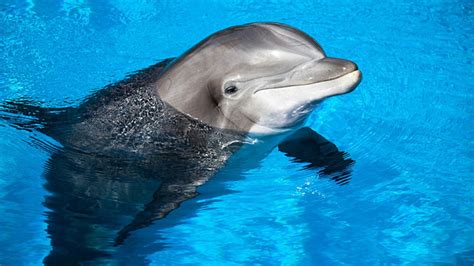 delfine meeressaeuger im tierlexikon geolino