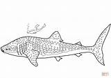 Shark Whale Coloring Pages Printable Drawing Sharks sketch template