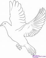 Dove Draw Drawing Coloring Bird Flying Outline Pigeon Line Birds Peace Step Cartoon Template Animals Online Tattoo Drawings Getdrawings Pages sketch template