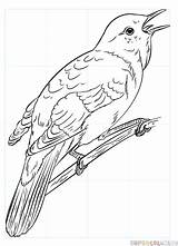 Nightingale Coloring Pages Draw Common Drawing Nightingales Tutorials Printable Step Grackle Color Supercoloring Getcolorings Categories sketch template