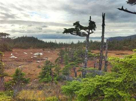 naked island blacktail deer hunt in prince william sound the alaska life