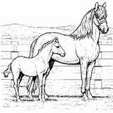 Pferde Malvorlagen Ausdrucken Pferdezeichnungen sketch template