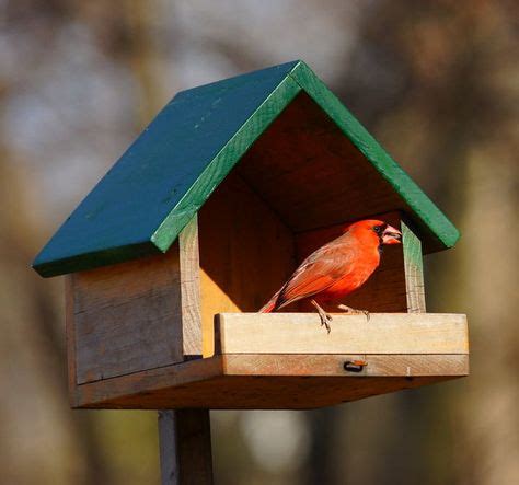 cardinals titmouse ideas   bird houses bird house titmouse
