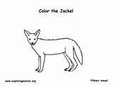Coloring Jackal Pages Animal Worksheets Outline Jackel 612px 25kb Letter sketch template