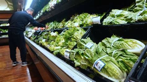 lettuce  set  disappear  supermarket shelves    hot