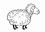 Coloring Pages Lamb Baby Sheep Kids Popular sketch template