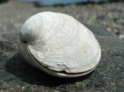 filebutter clam close upjpg wikimedia commons