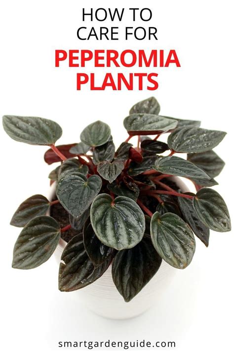 care   peperomia plant  pictures smart garden