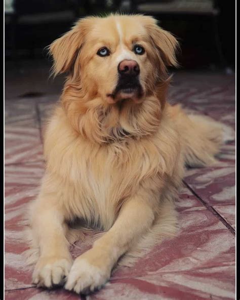 golden retriever mix puppies maryland bernese mountain doggolden