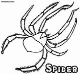 Coloring Spider Scary sketch template