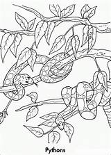 Ausmalbilder Tiere Urwald Rainforest sketch template