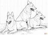 Coloring German Shepherd Pages Dog Dogs Printable Color Shepherds Realistic Print Husky Kids Siberian Adult Puppy Supercoloring Drawing Colouring Puppies sketch template