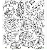 Botanical Coloring Drawings Line Drawing Doodle Patterns Colouring Pages Books Color Botanicals sketch template