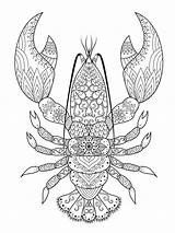 Crayfish Zentangle sketch template