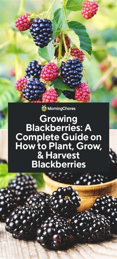 growing blackberries  complete guide    plant grow harvest