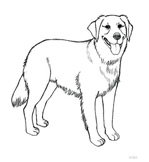 beautiful pictures labrador coloring page black lab coloring
