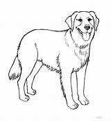 Labrador Retriever Coloring Drawing Pages Golden Getdrawings sketch template