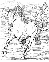 Chevaux Sauvage Realistic Konie Paysage Colorier Heste Sauvages Tegninger Wildpferde Adulte Letscolorit Colorings Pferde Wilde sketch template