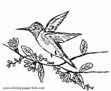 Coloring Pages Bird Birds Twigs Leaves sketch template
