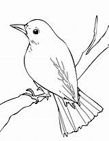 Nightingale Bird Coloring Pages Outline Color Drawings Drawing Clipart Easy Mynah Printable Birds Sheet Animals Tattoo Animal Book Sketches Clip sketch template