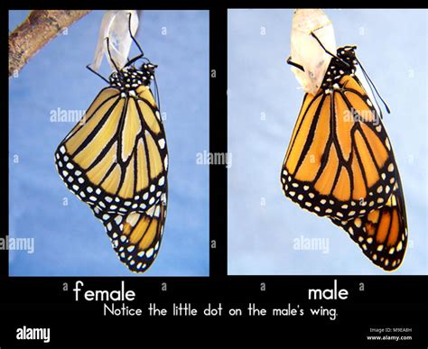 Female And Male Monarch Butterflies In Illinois Stock