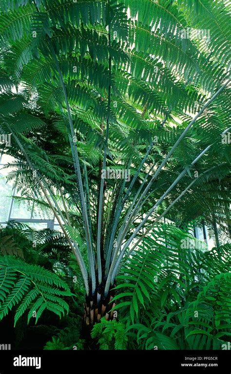 cyathea dealbata tree fern fanned  branches  green pinnate
