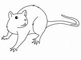Rat Coloriage Animaux Rata Coloriages Mole Imprimer Animales Rongeur Bestcoloringpagesforkids Animal Coloringbay sketch template