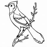Bleu Geai Birds Oiseaux Designlooter Canards Papillons Coloriages Pagefull sketch template
