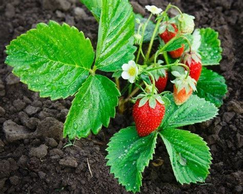 strawberry plants  producing thriftyfun