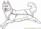 Colorare Cani Sled Hunde Disegno A10 Lupo Lupi Ausmalen Tsb Facing Coloringpages101 Mammals Cartone Personaggio Animato sketch template