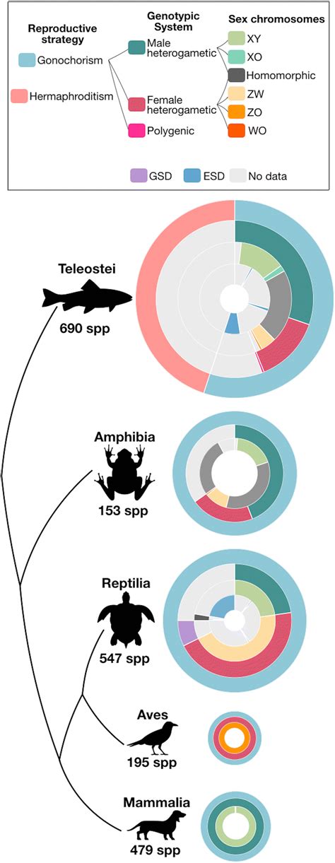 Schematic Representation Of Sex Determination Systems Diversity In