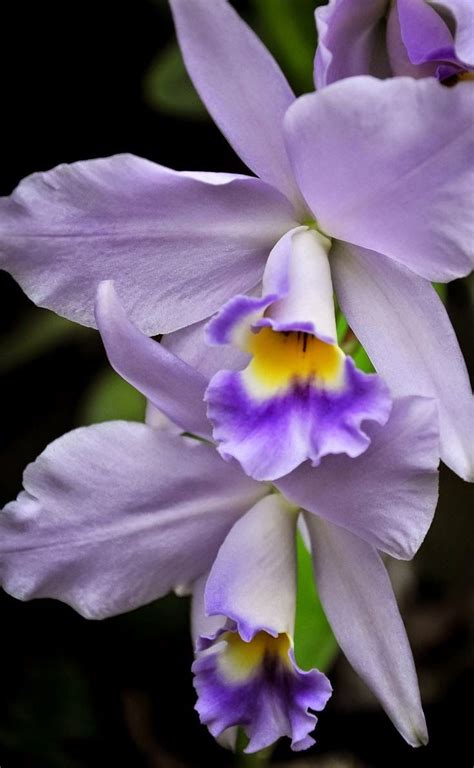 907 Best Japan Exotic Gardens Orchids~~ Images On