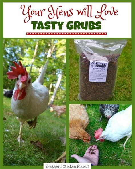 tasty grubs  healthy treat  hens  love chickens backyard
