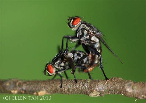 Flies Having Sex Blank Template Imgflip