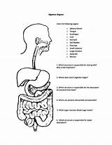 Coloring System Digestive Pages Comments sketch template