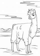 Llama sketch template