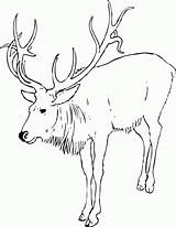 Christmas Coloring Pages Reindeer sketch template
